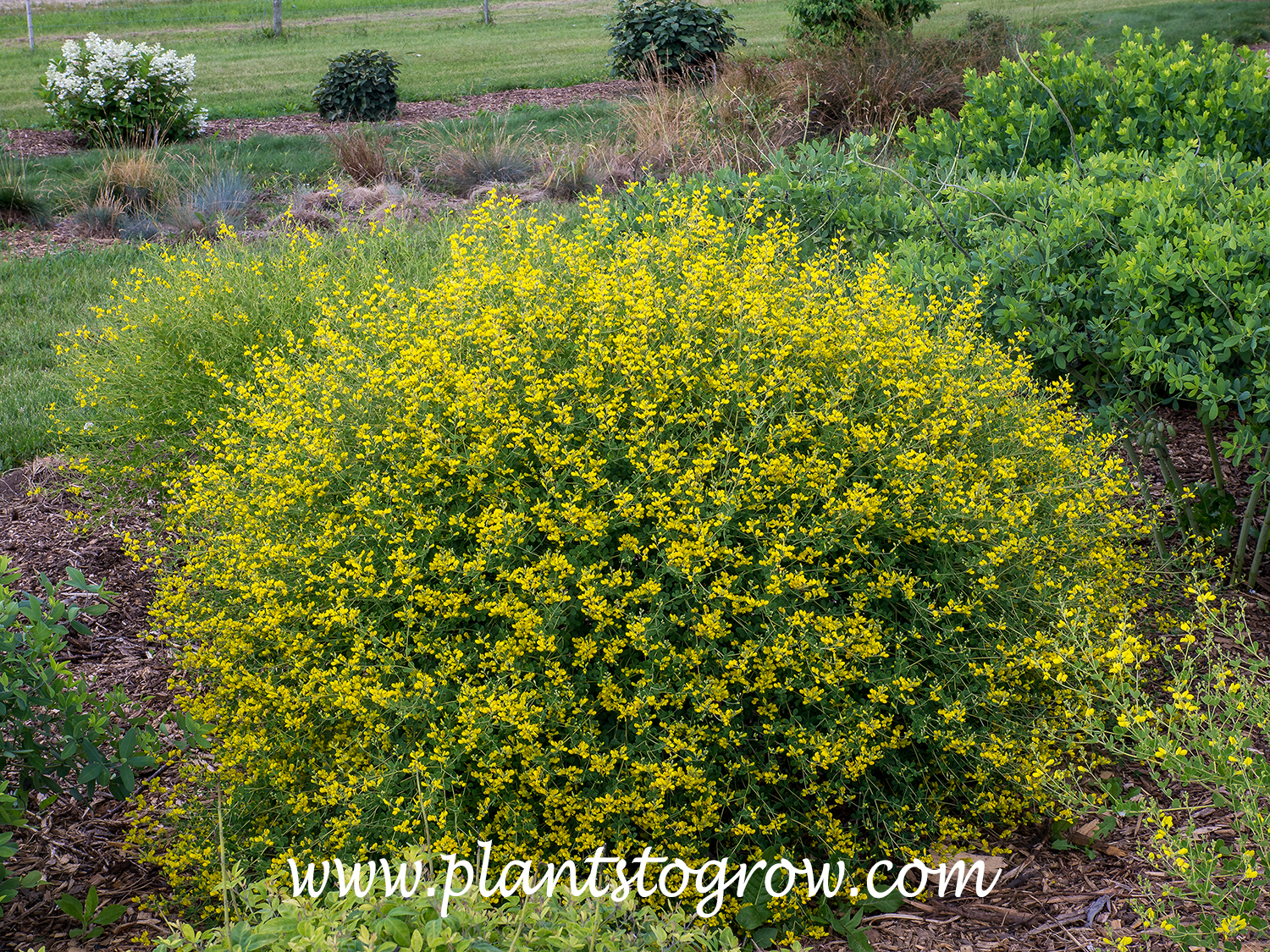 Yellow Indigo (Baptisia tinctoria) 
A nice 2-3 by 2-3 feet mound hardy perennial. (end of June)